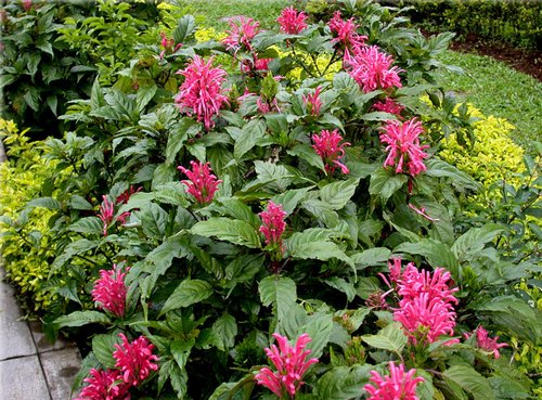 Brazilian plume flower